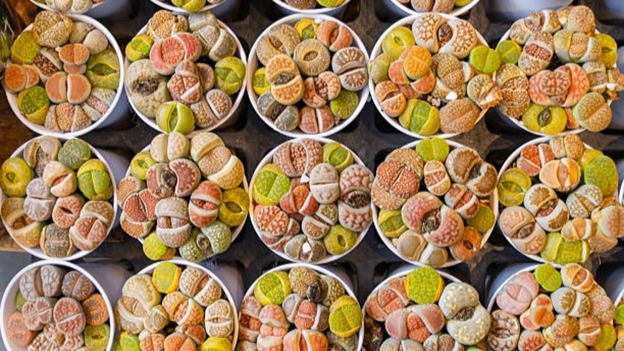 These tiny succulents look like pebbles and can disappear into a tray of stones: The way they store water and use light makes them unlike ordinary houseplants
