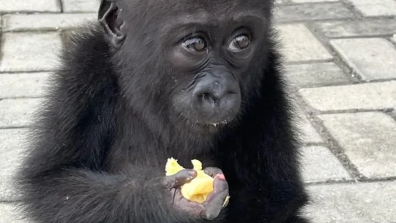 Wildlife traffickers may have killed her family to capture her; rescued baby gorilla Bili begins a second life in Congo