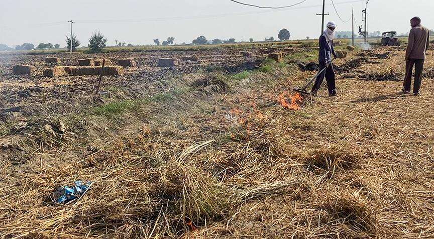 Burning Paddy Straw Destroys 400 Kilograms of Soil Carbon, Experts Warn