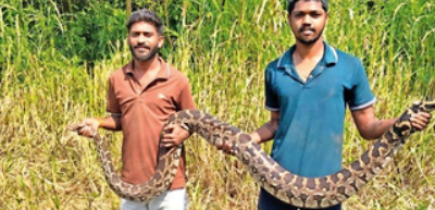 Snake rescuers save 10-foot python from death in Navi Mumbai
