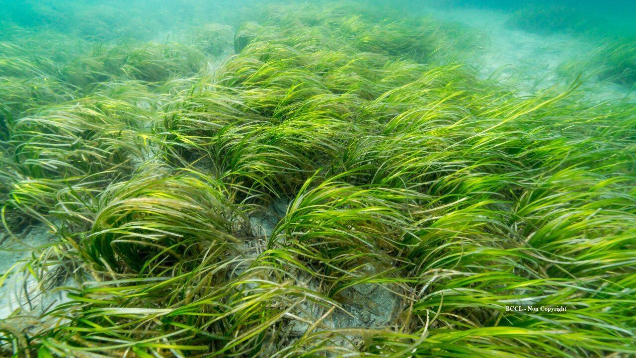 Connecticut Volunteers Use Clams to Restore Eelgrass Meadows After 90% Decline