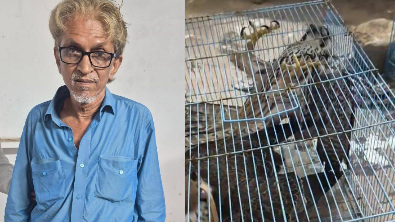 From UP forests to Gulf countries: Mumbai man held for smuggling 7 rare falcons worth Rs 14 crore