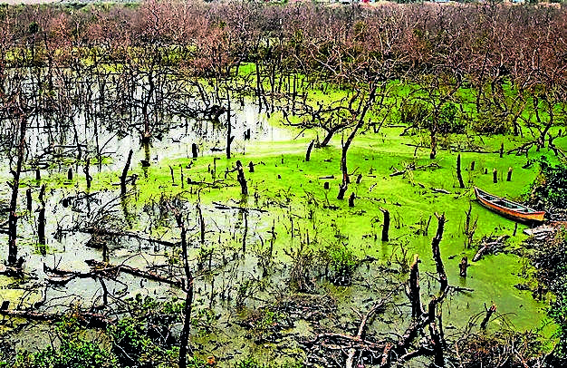 Mumbai loses 18.9 sq km of mangroves in 18 years, fish nurseries under pressure: Study