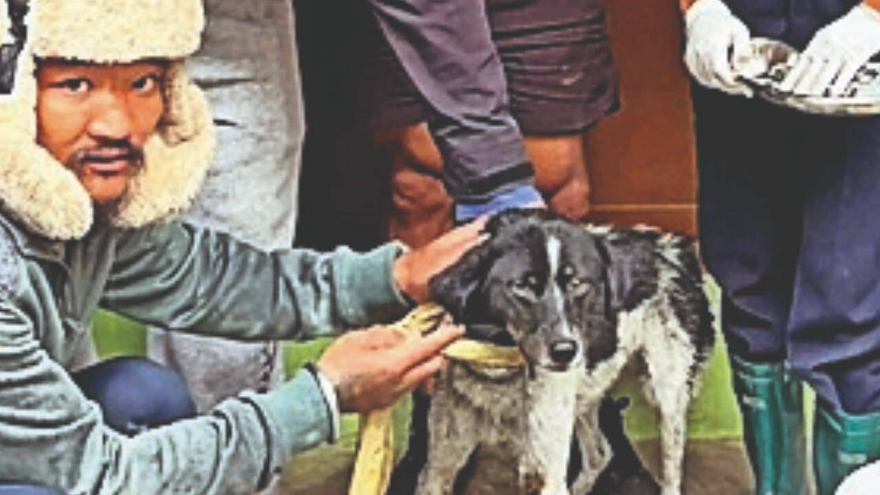 Dog stranded for 20 days between cliff and raging river rescued in Nepal