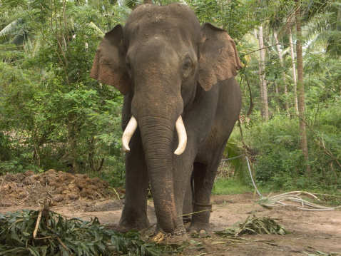 Kodanad: The land of elephants