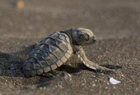 Coast Guard launches 'Operation Oliver' to save rare turtles