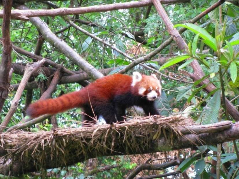 Padmaja Naidu Himalayan Zoological Park