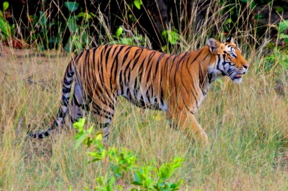 Top Wildlife National Parks of India