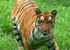 Tigress found dead in Corbett Park