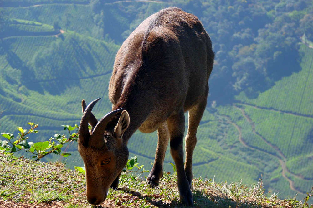 Eravikulam National Park