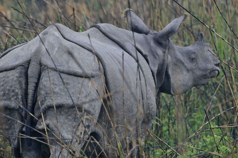 Rajiv Gandhi Orang National Park