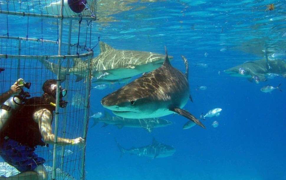 White Shark cage diving on Guadalupe Island