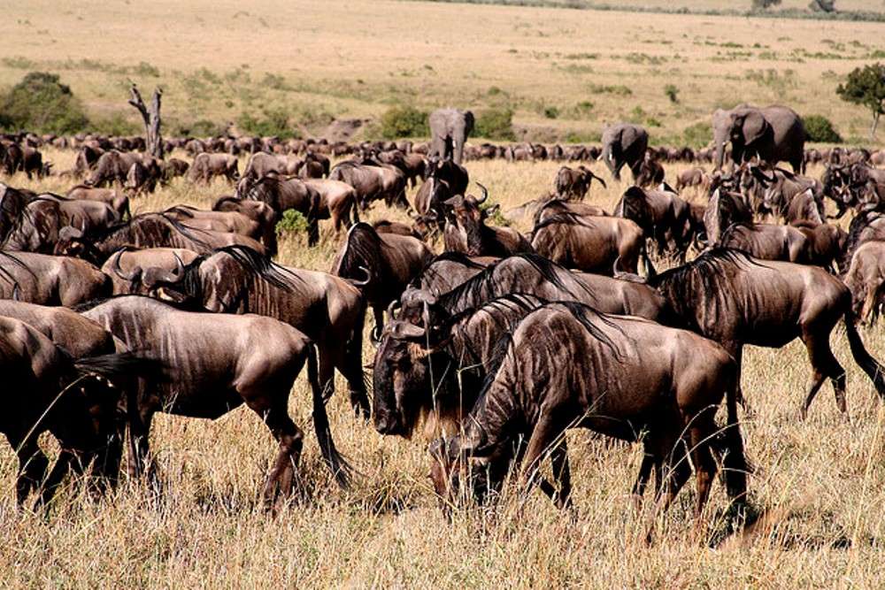 The Serengeti Wildebeest Migration