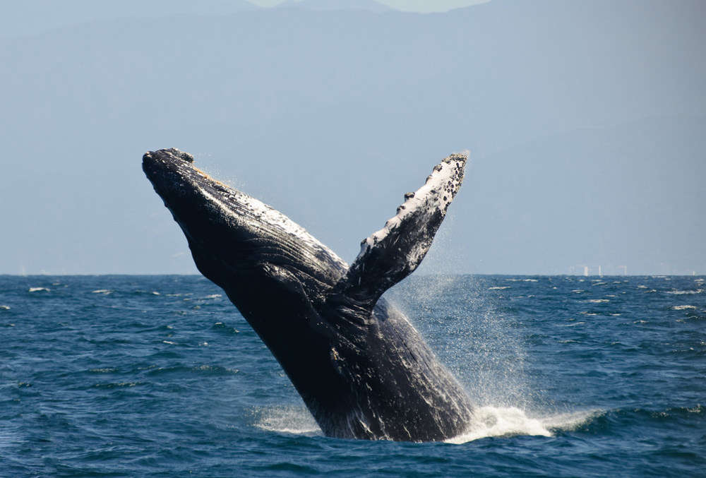 World’s best whale-watching experiences