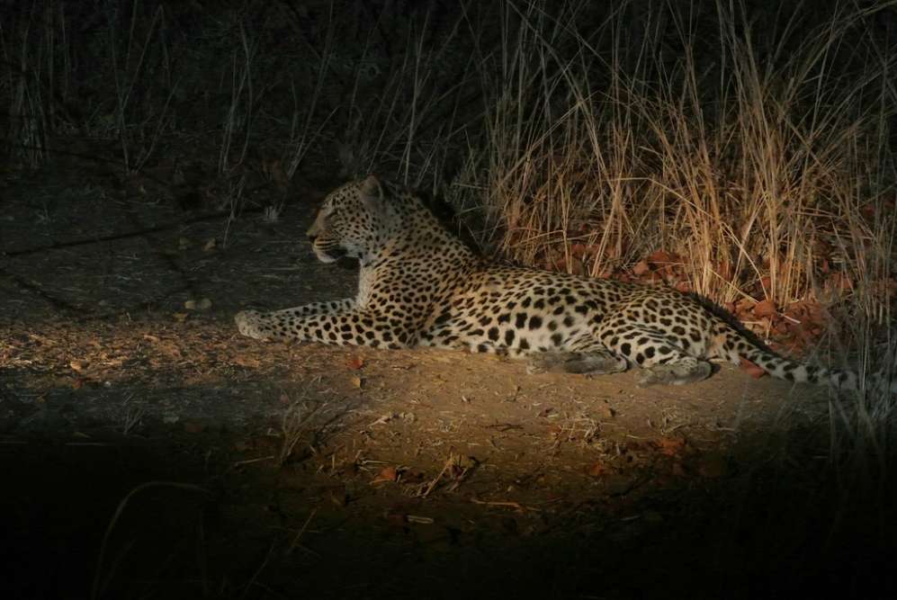 Walking with leopards in South Luangwa