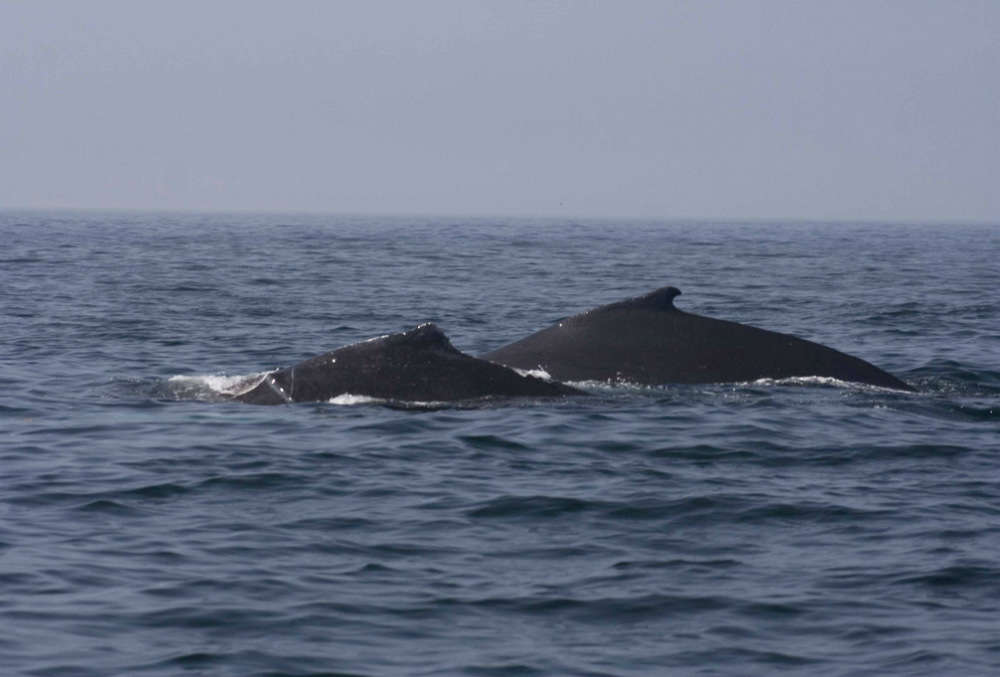 Digby Neck's whale migration