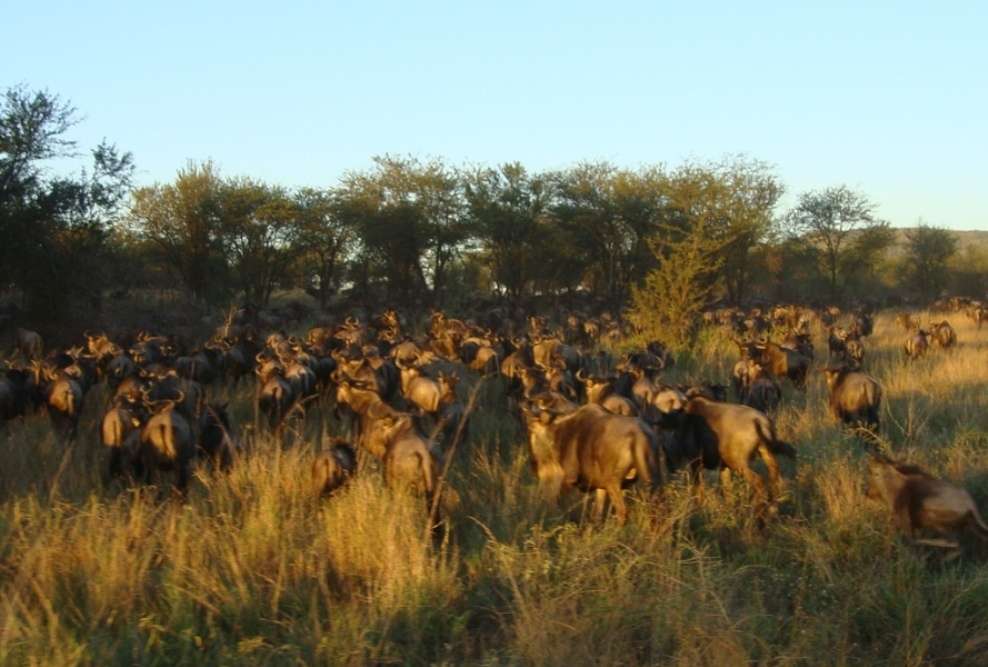 Singita Serengeti Safari