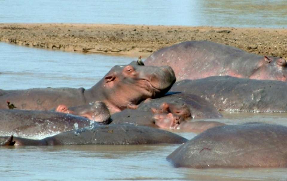 South Luangwa's Hippos and More