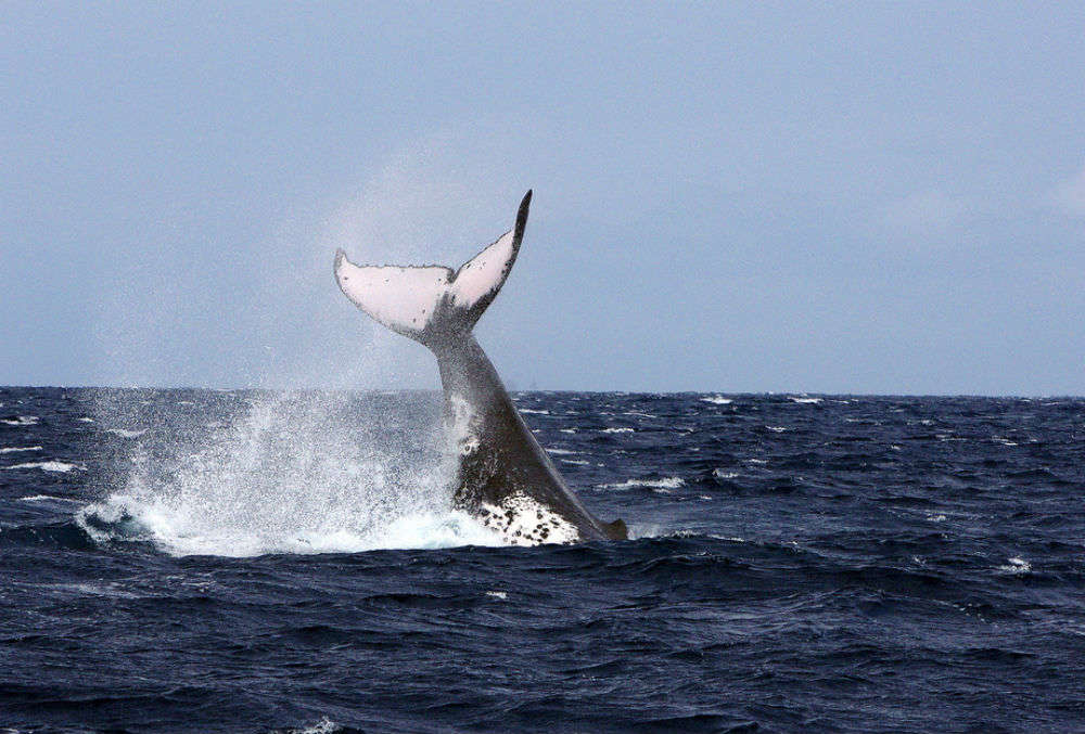The humpbacks in Tonga