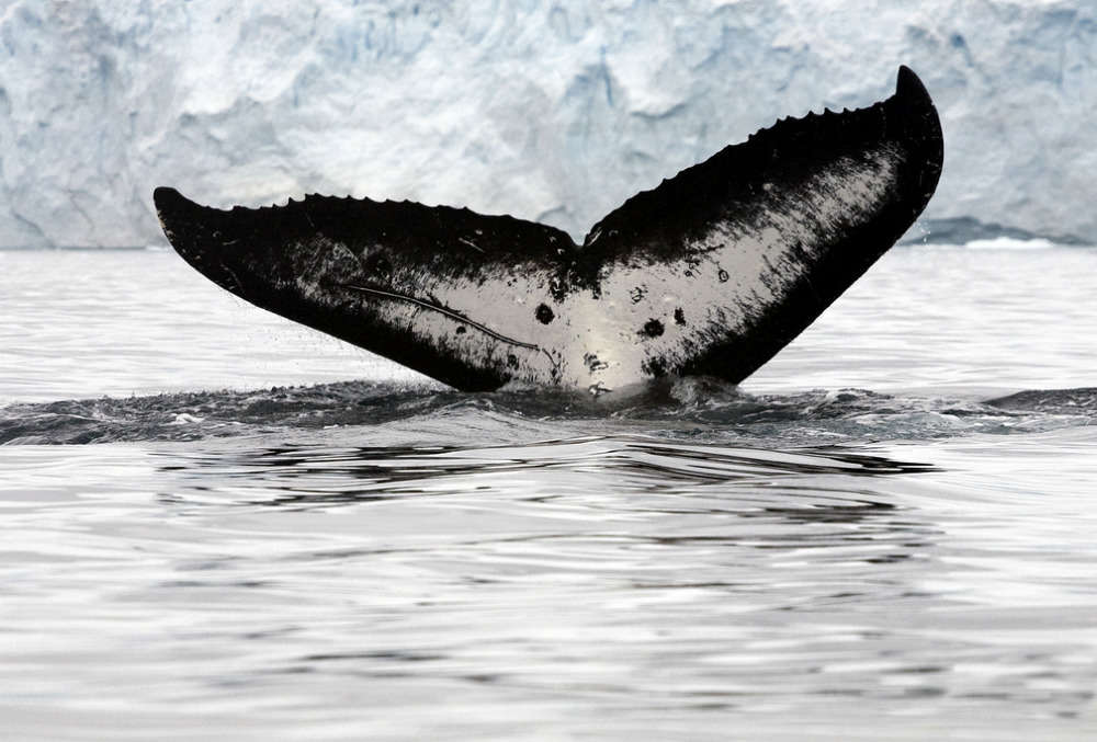 Whales of Antarctica