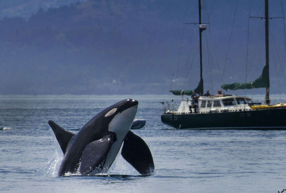 Orcas off Vancouver Island