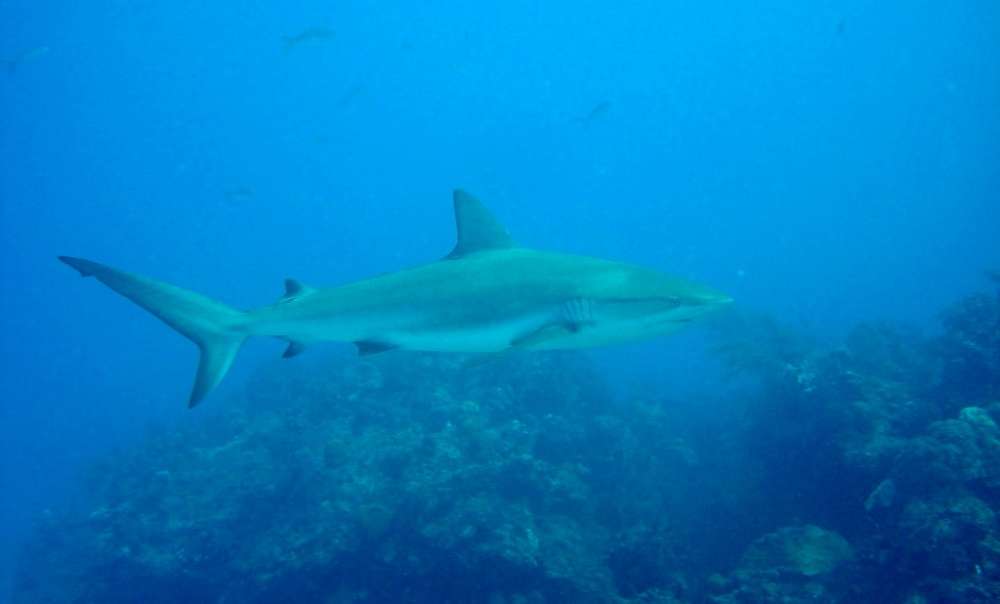 Dive with reef sharks in the Grand Bahamas