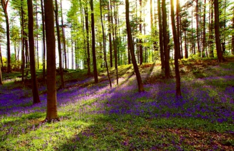 Hallerbos, the blue forest of Belgium