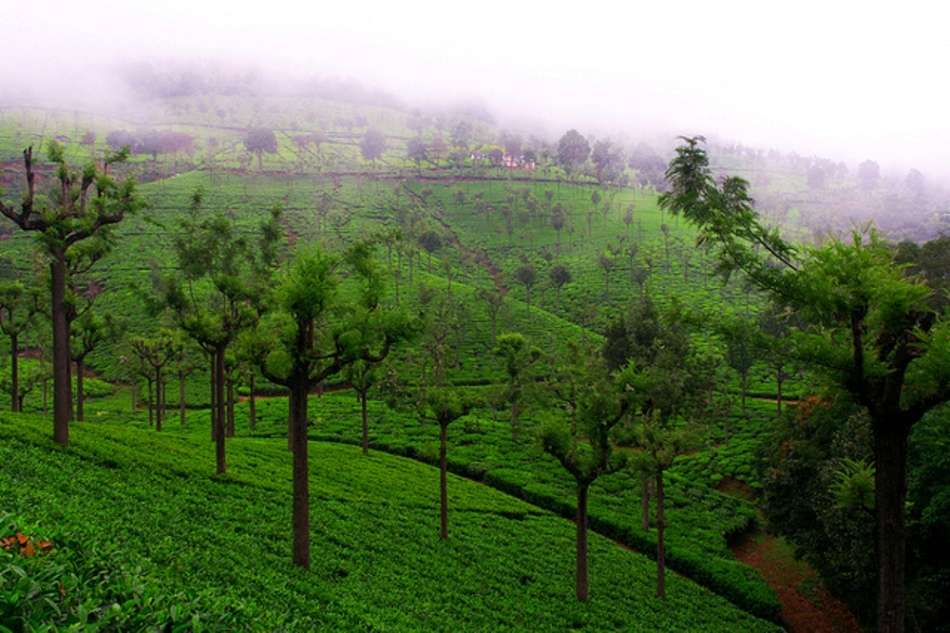 Coonoor hotels that offer a charming stay