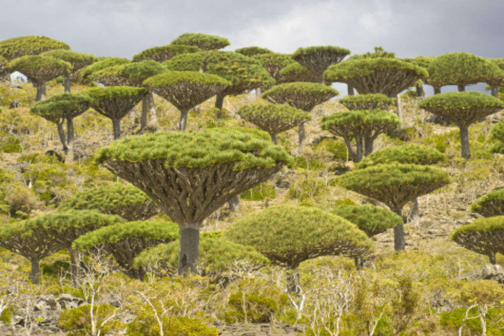 Socotra: the island of strange plants