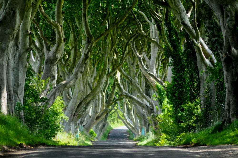 The Dark Hedges in Ireland