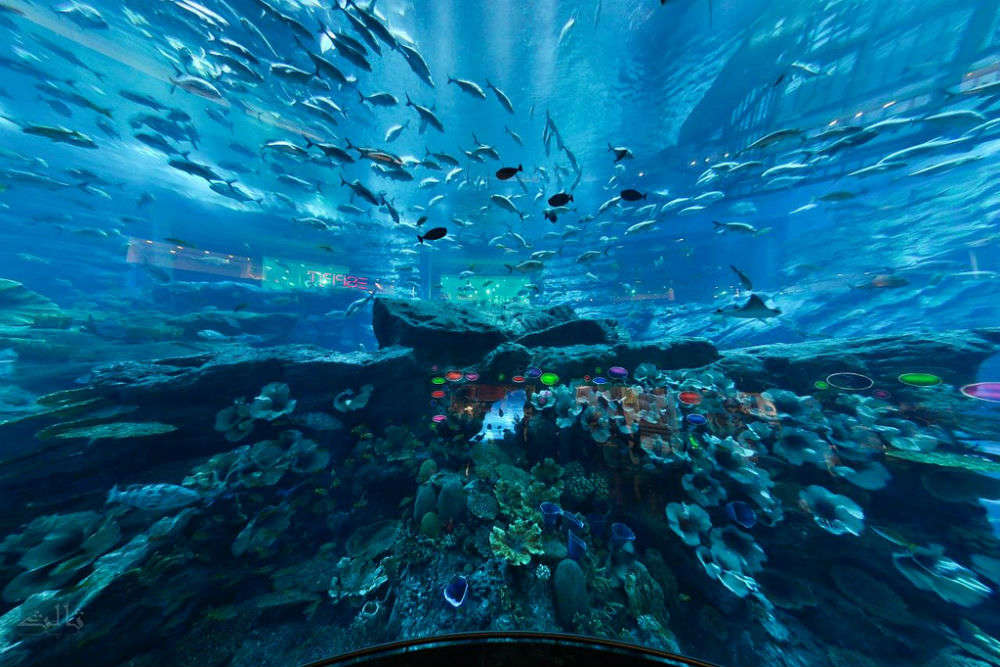 Dubai Aquarium and Underwater Zoo