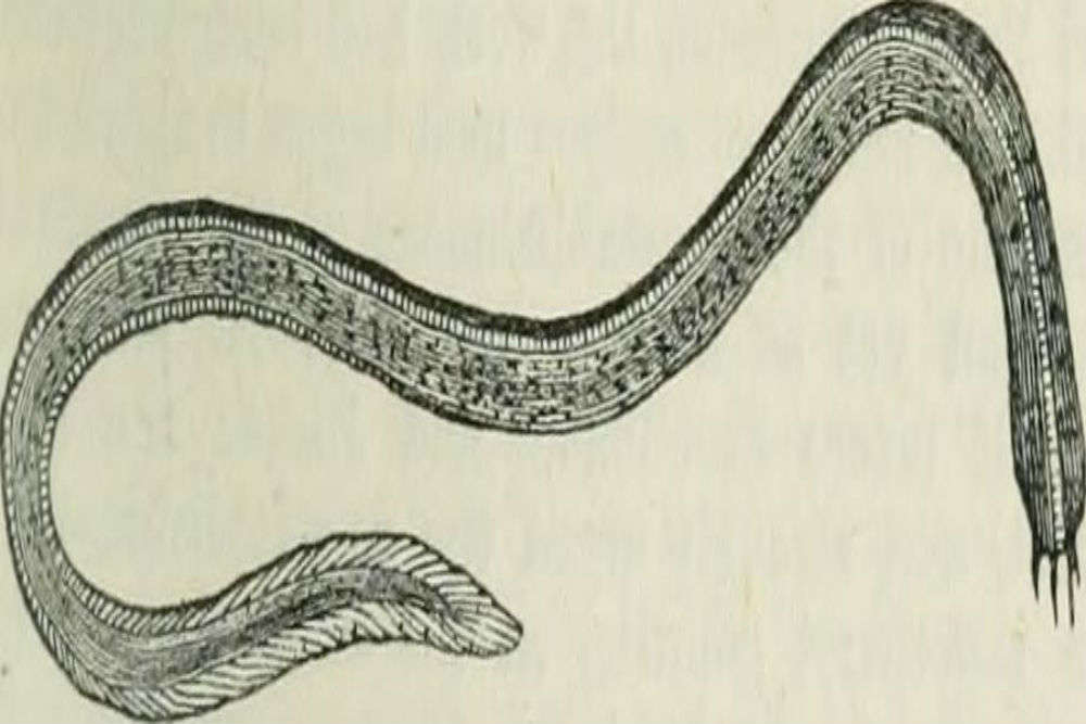Allghoi Khorkhoi or the Mongolian death worm