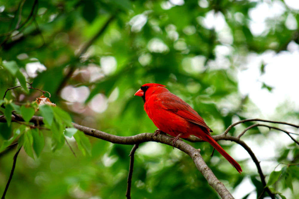 Birdwatching in Tiritiri Matangi