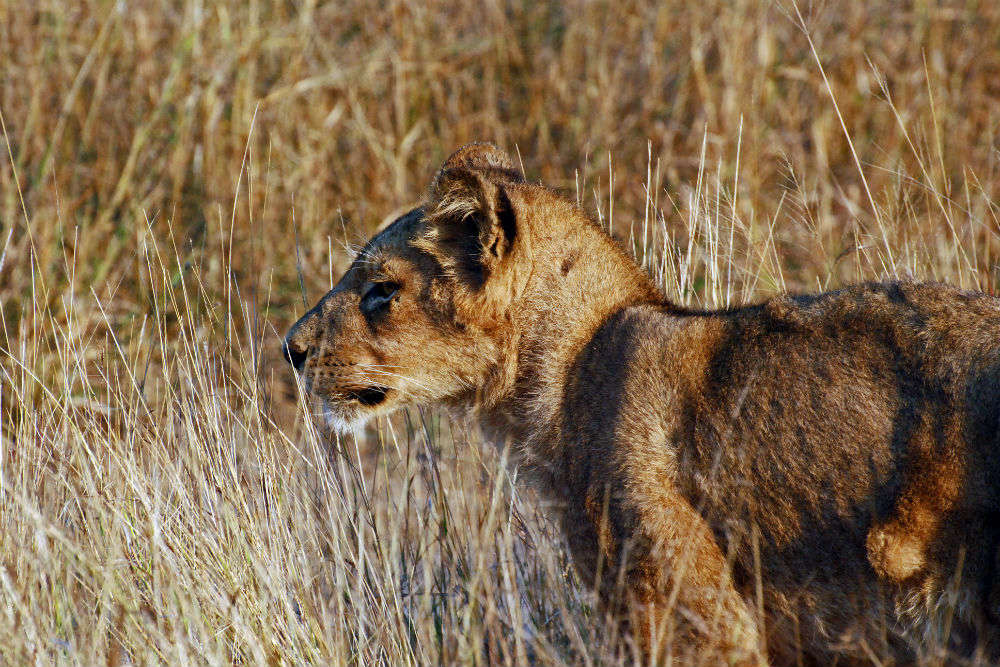 Gir Forest National Park