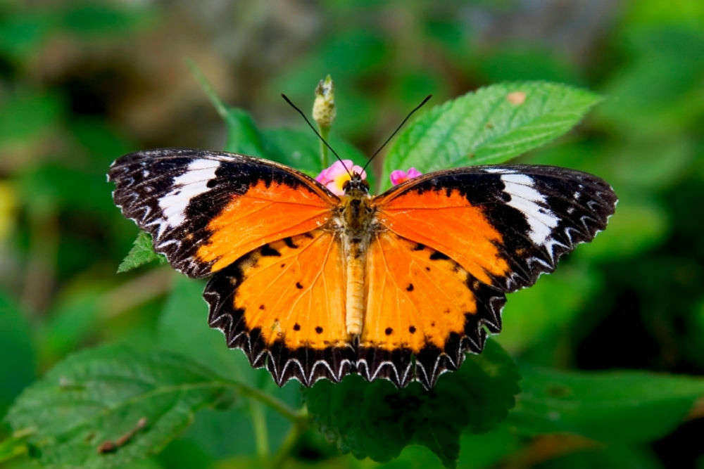 Kuala Lumpur Butterfly Park