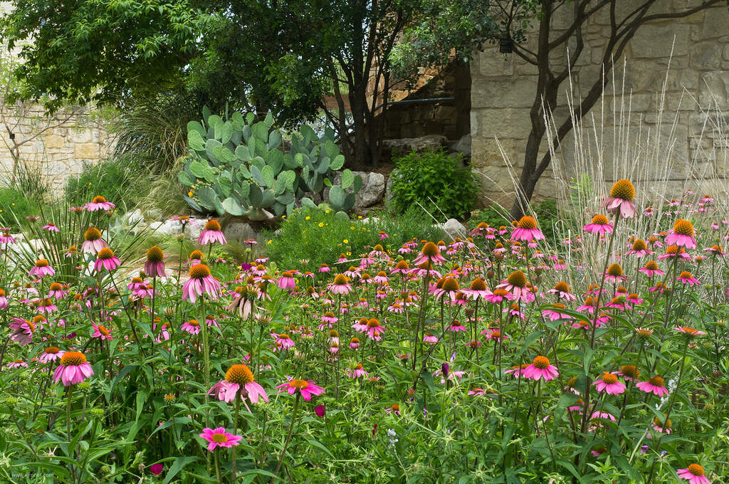 Lady Bird Johnson Wildflower Center