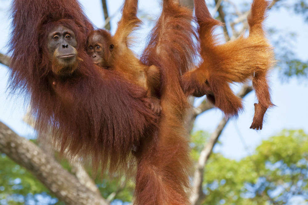 The wild orangutans of Borneo