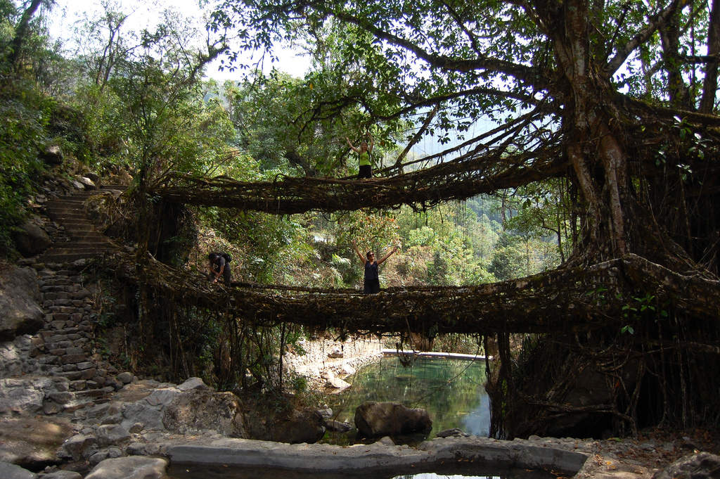 The living root bridges of Cherrapunjee