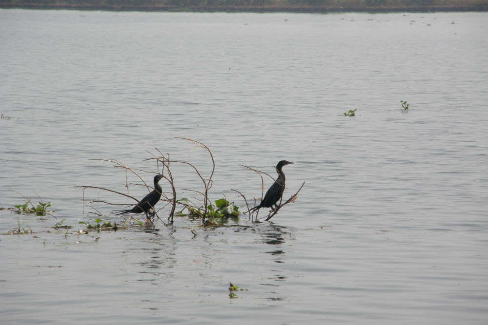 Lake Vembanad