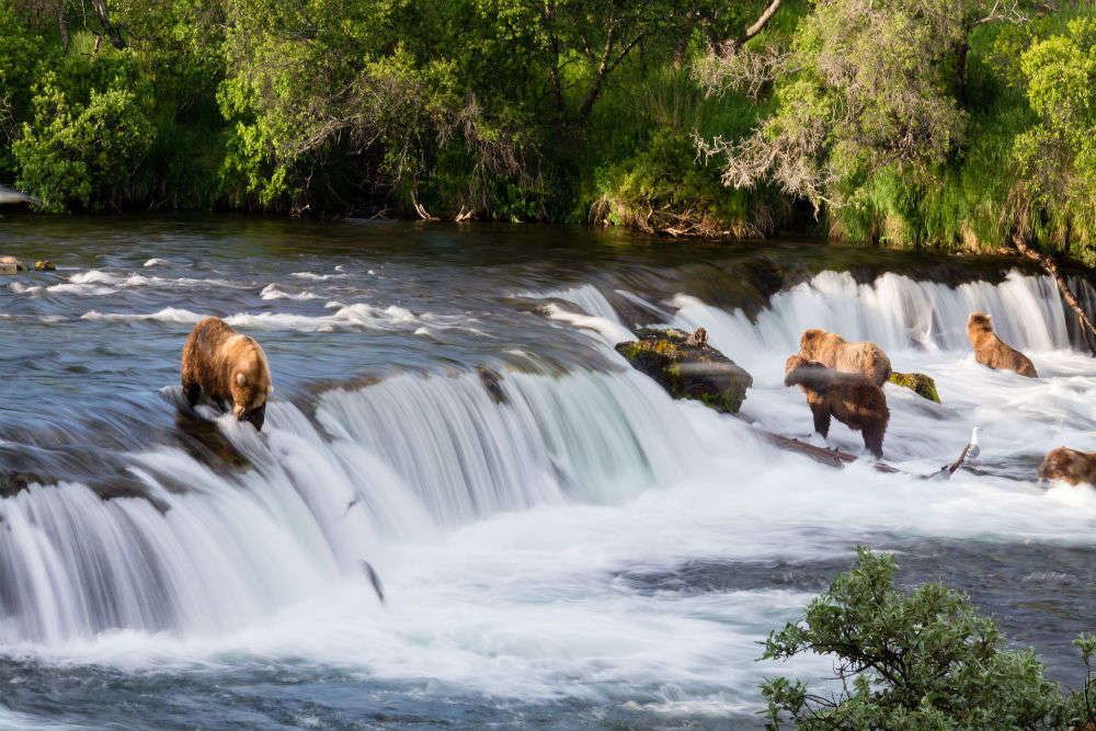 The salmon fishing bears of Brooks Falls