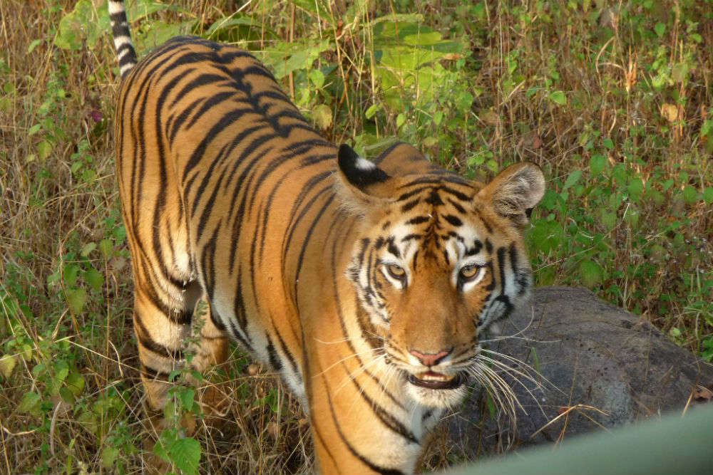 Sundarbans National Park