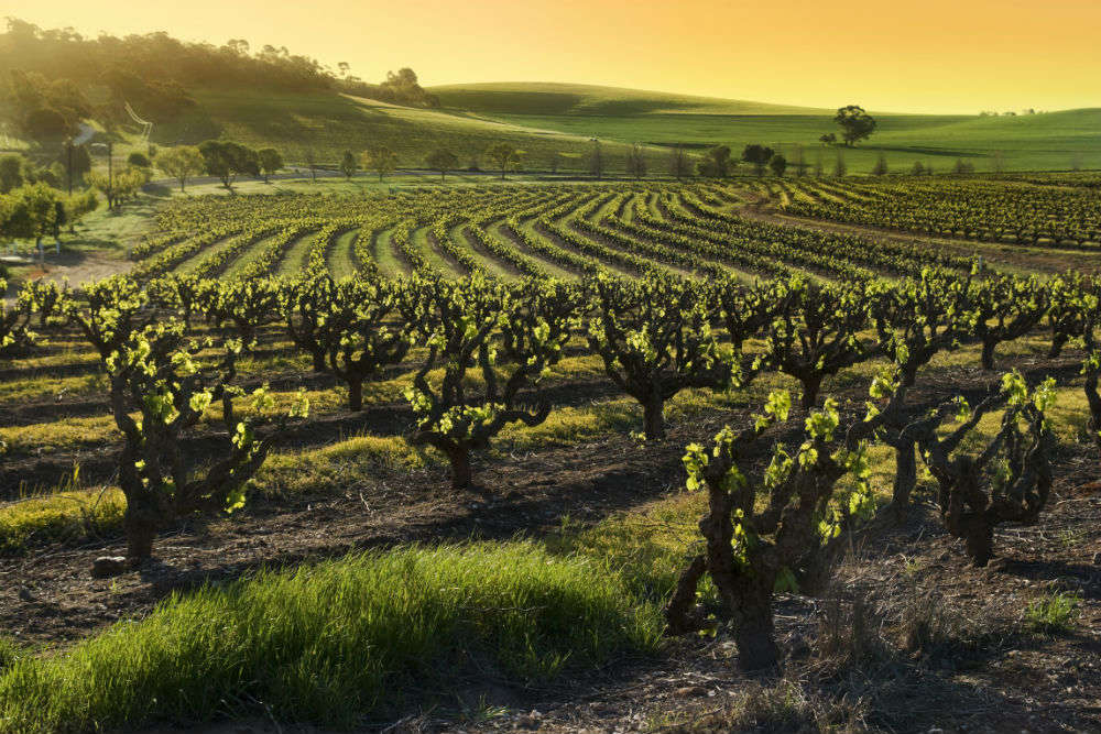 The Barossa Valley