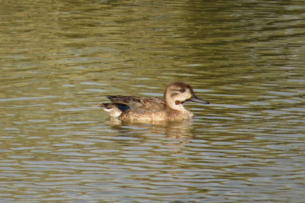 Birds of Ras Al Khor