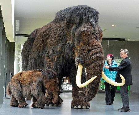 Scientists closer to recreating woolly mammoth - Times of India