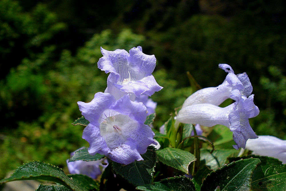 Special experiences―Neelakurinji blooms