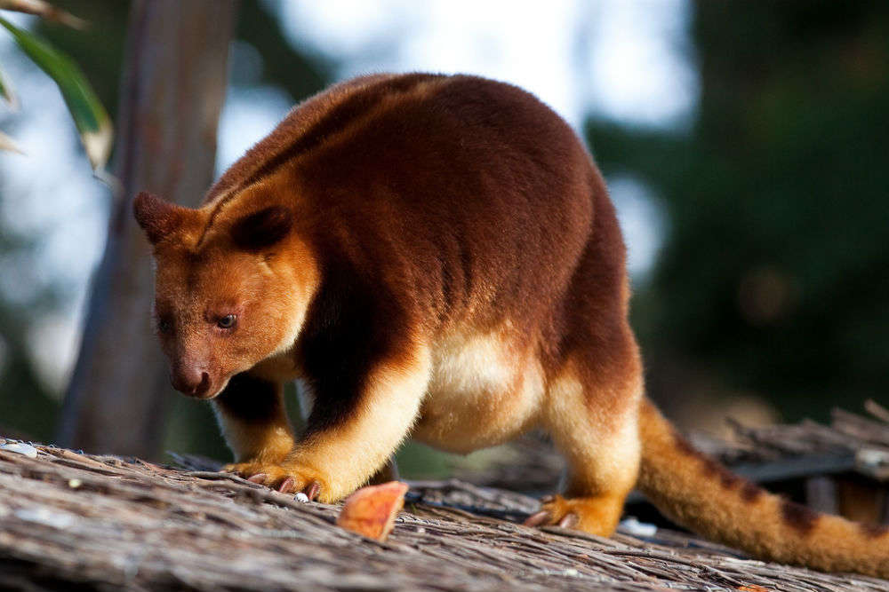 Melbourne Zoo