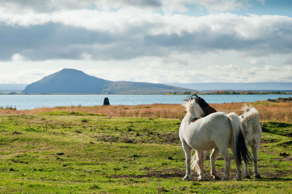 Learn horse riding