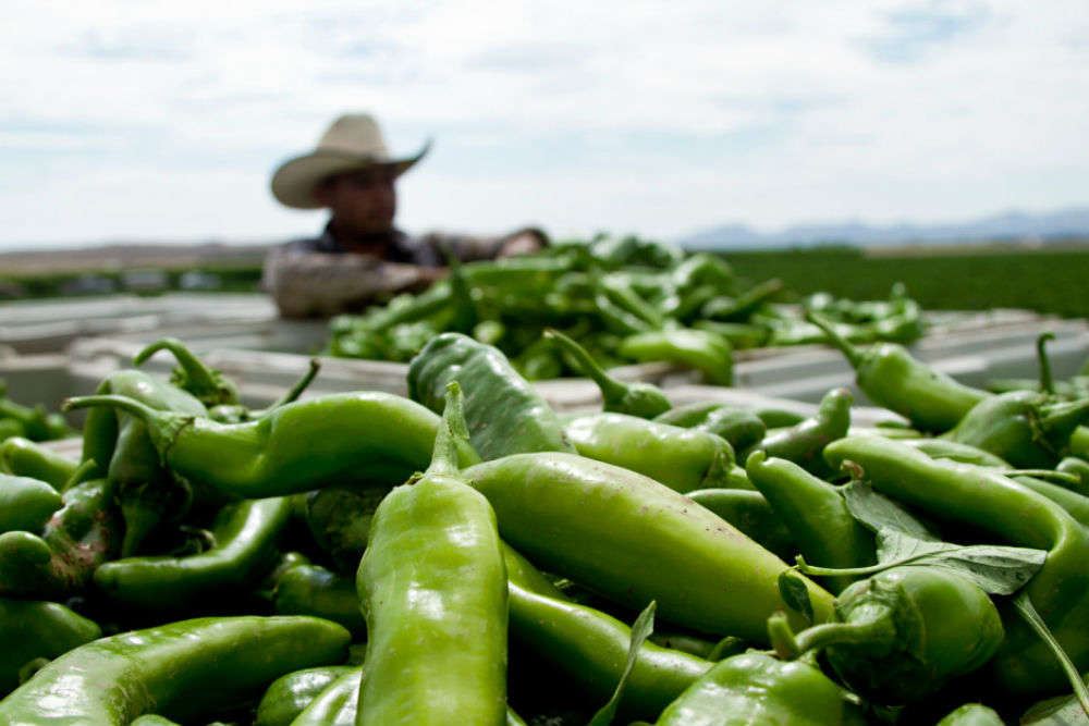 Tasting the green chile at its culinary best