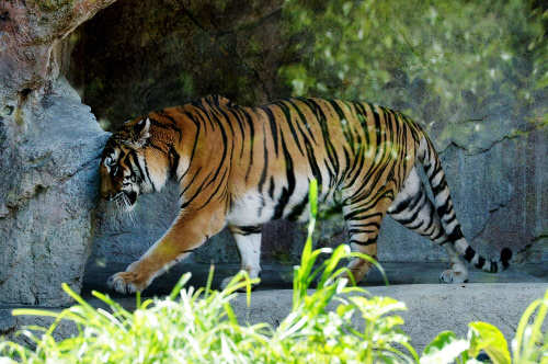 India's most famous tigers - The Times of India