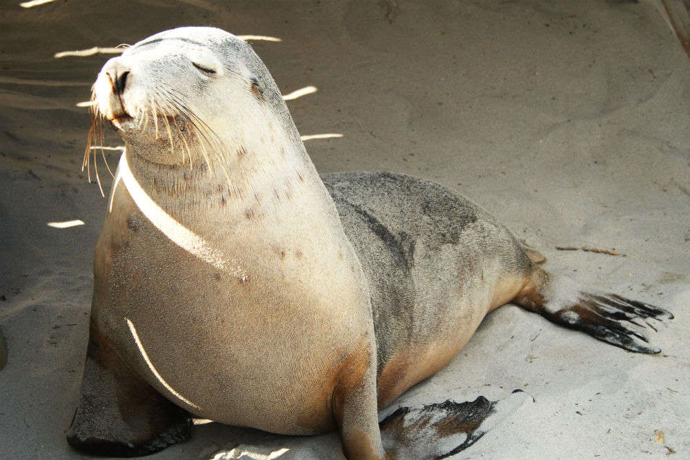 Seal watching cruise